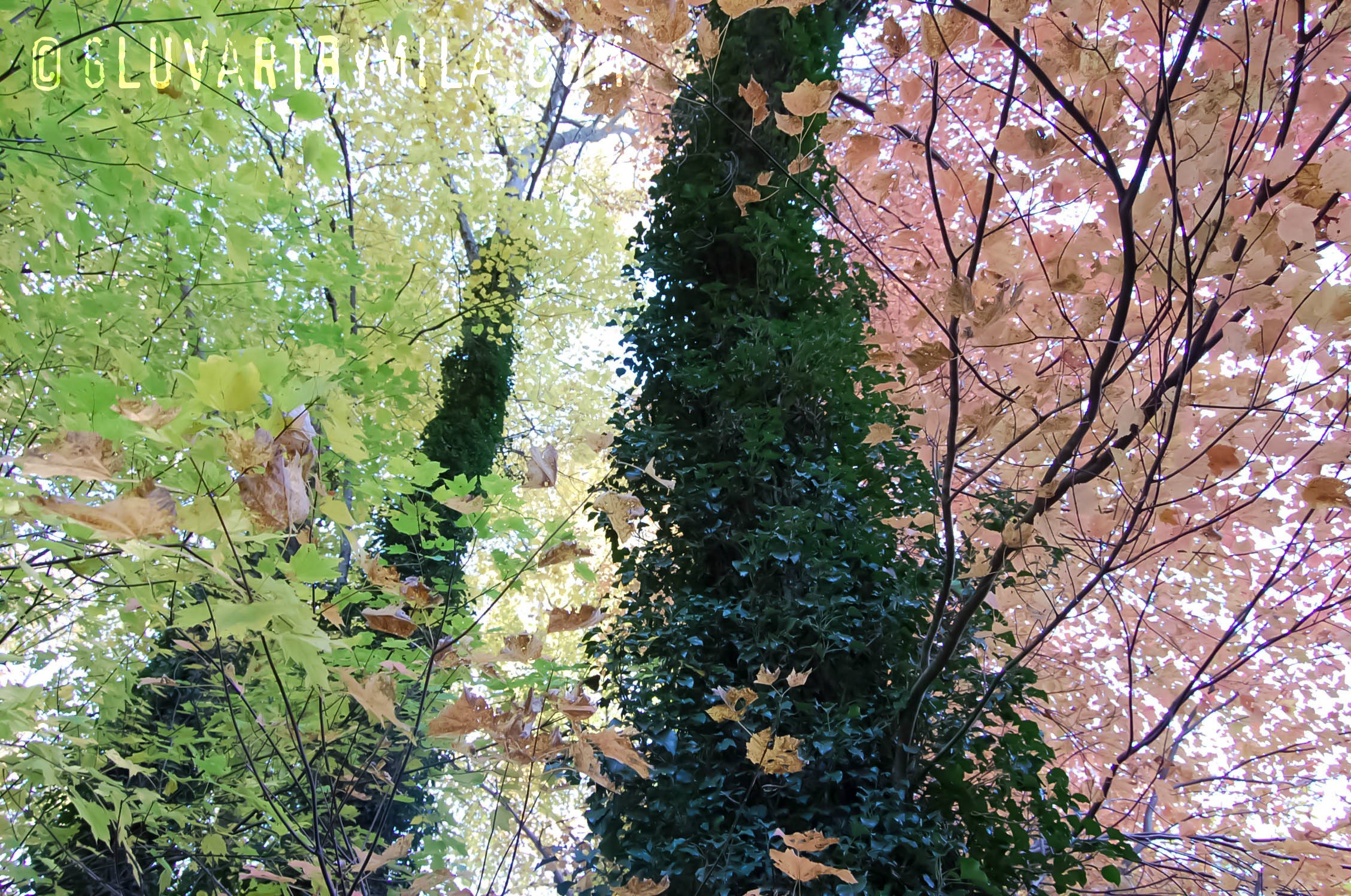 The colors of spring...It's spring fever !